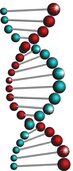 DNA espiral isolado sobre fundo branco — Vetor de Stock