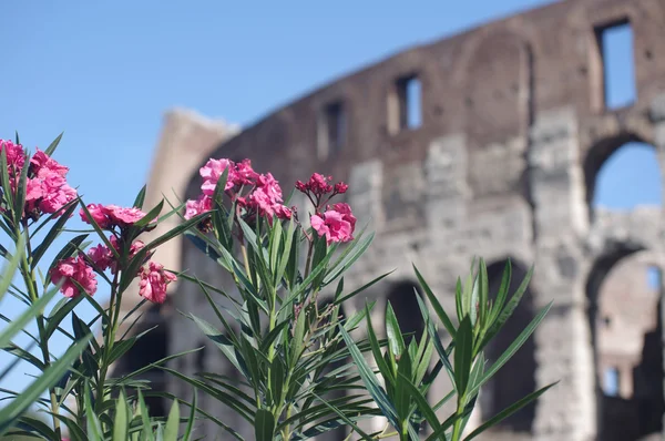 Blomster på baggrund af Colosseum i Rom - Stock-foto