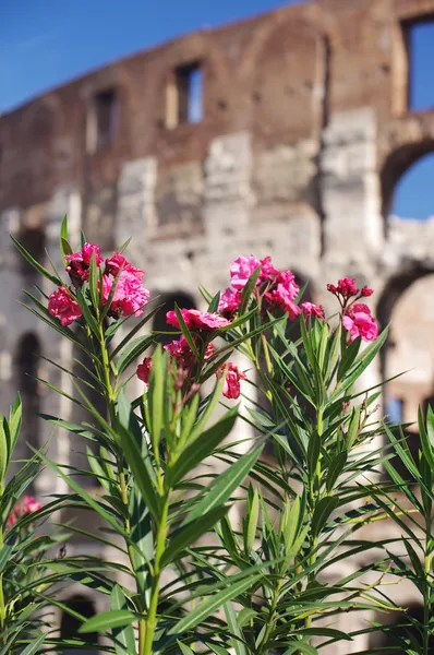 Roma'daki colosseum arka plan üzerine çiçek — Stok fotoğraf