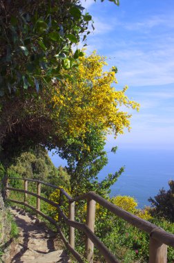 Cinque Terre dağ yolu