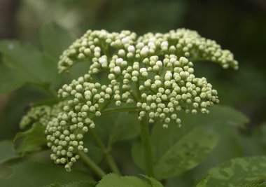 çiçek açmadan önce