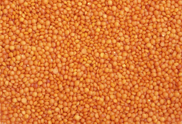 红扁豆 — 图库照片