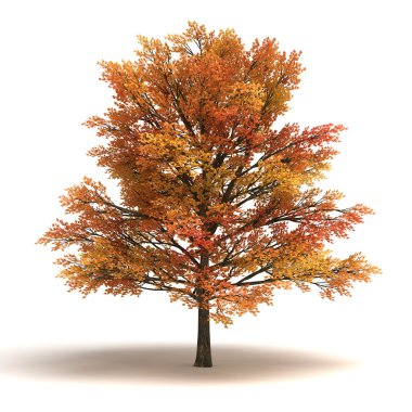 Maple Tree clipart