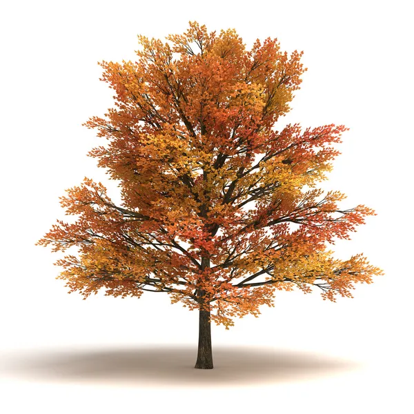 Maple Tree — Stock Photo, Image