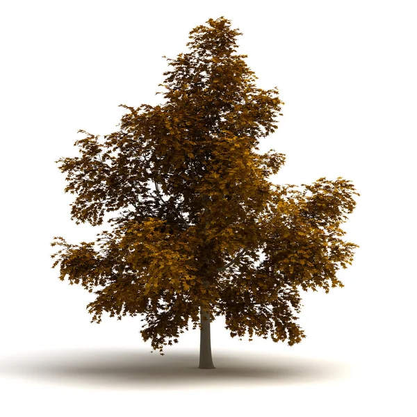 Albero singolo — Foto Stock