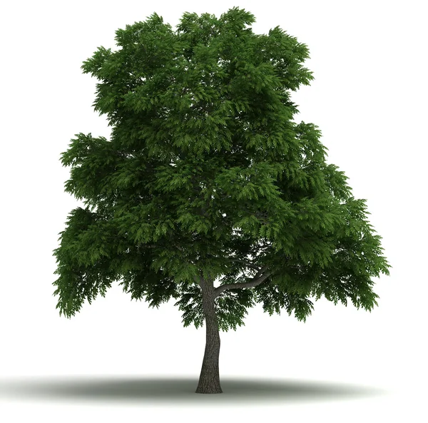 Albero di Sassafras — Foto Stock