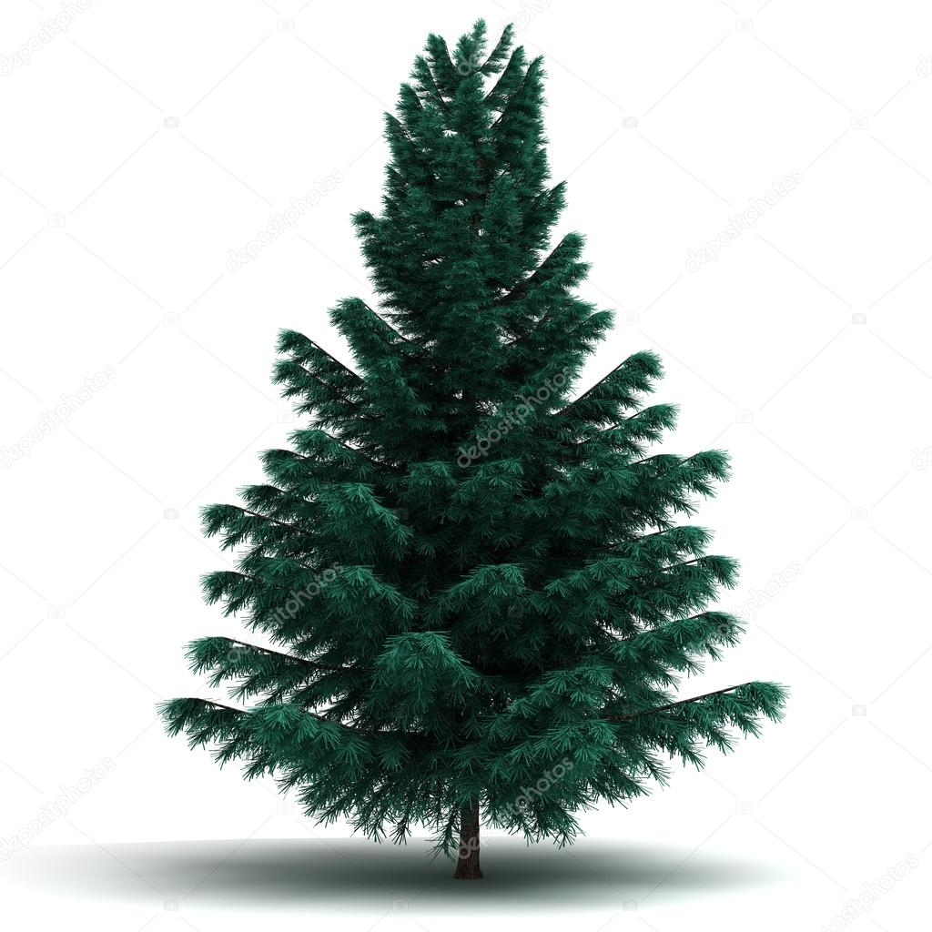 Single Spruce Pine Tree