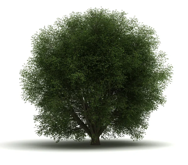 Árbol único —  Fotos de Stock