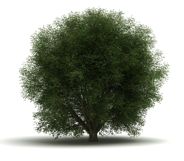 Albero singolo — Foto Stock