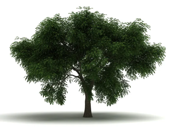 Albero singolo — Foto Stock