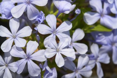 ışık mavi çiçek