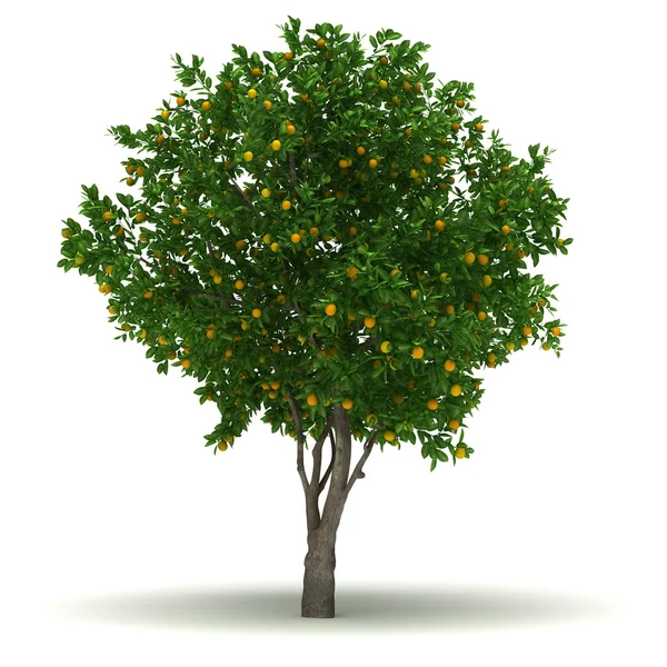 Pojedyncze drzewa pomarańczowego — Zdjęcie stockowe