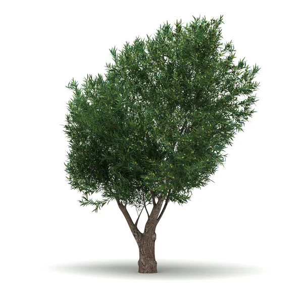 Jedno drzewo oliwne — Zdjęcie stockowe
