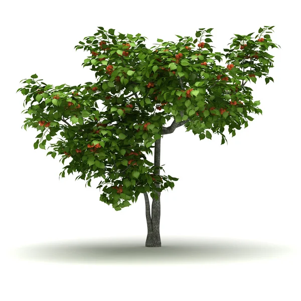 Pojedyncze drzewa morelowego — Zdjęcie stockowe