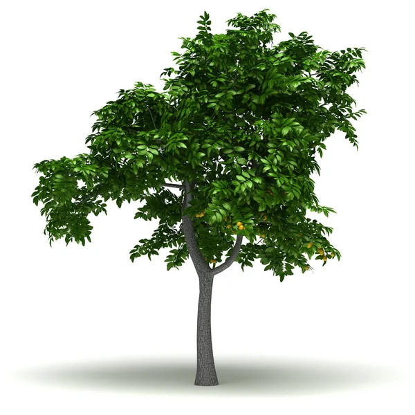 Árbol de limón único — Foto de Stock