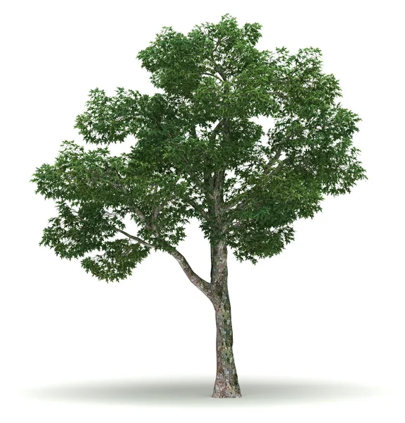 Single Chinar Tree — Stock Photo, Image