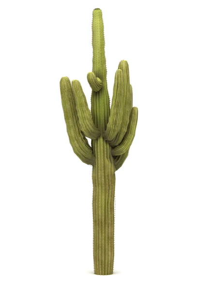 Albero di cactus singolo — Foto Stock