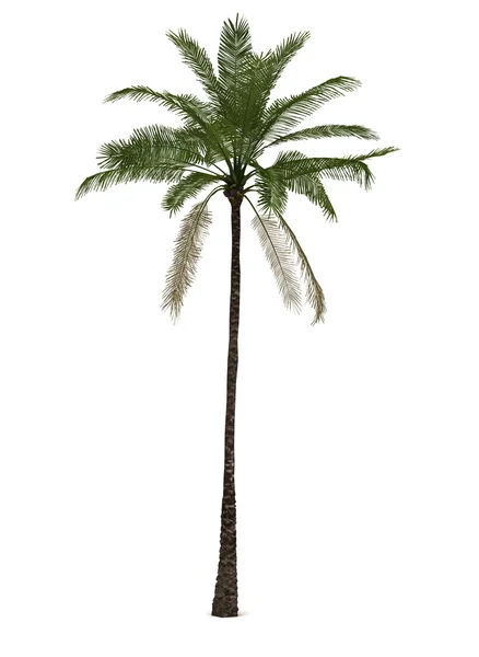 Jediná palma — Stock fotografie