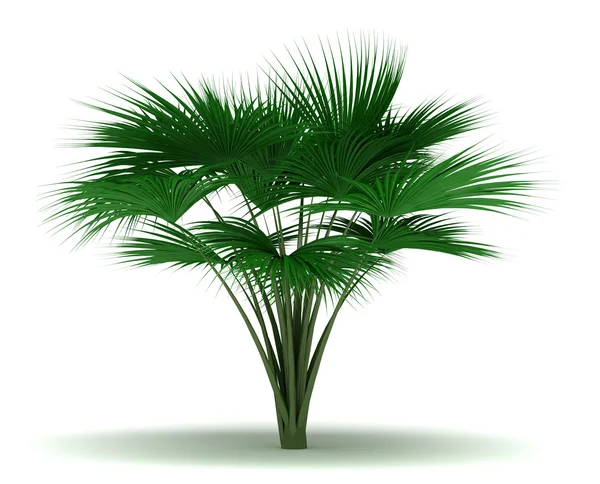 Одноморське кокосове дерево — стокове фото