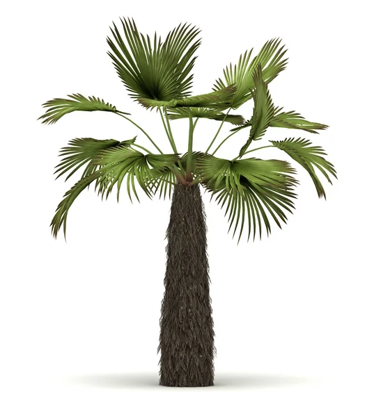 Одна пальма — стоковое фото