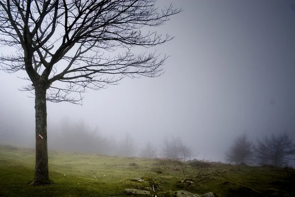 霧とツリー — ストック写真