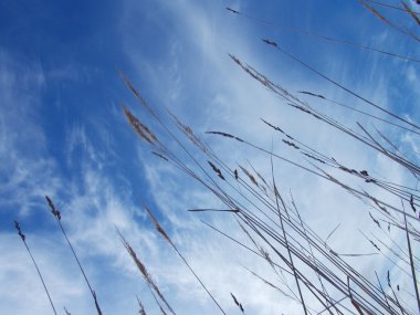 saman ve mavi gökyüzü