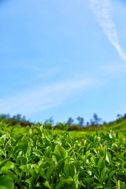Güney Kore 'deki Yeşil Çay Çiftliği.
