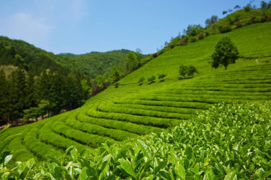 Güney Kore 'deki Yeşil Çay Çiftliği.