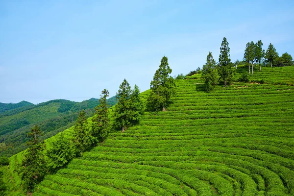Green Tea Farm Korei Południowej — Zdjęcie stockowe