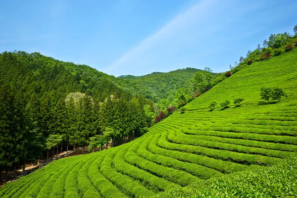 Green Tea Farm Korei Południowej — Zdjęcie stockowe