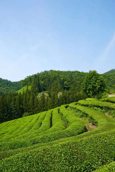 Green Tea Farm South Korea — Stock Photo, Image