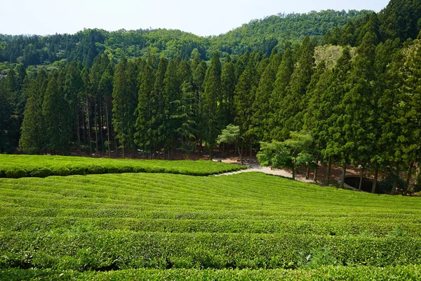 Green Tea Farm South Korea — Stock Photo, Image