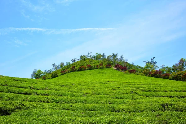 Green Tea Farm Korei Południowej — Zdjęcie stockowe