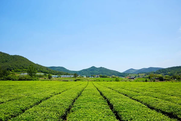 Green Tea Farm Korei Południowej — Zdjęcie stockowe