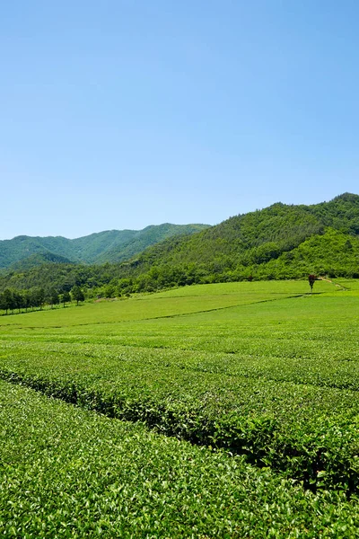 Green Tea Farm Korei Południowej — Zdjęcie stockowe