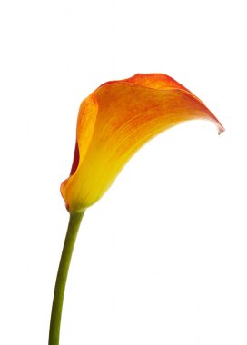 Beyaz arkaplanda calla.