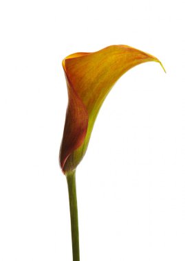 Beyaz arkaplanda calla.