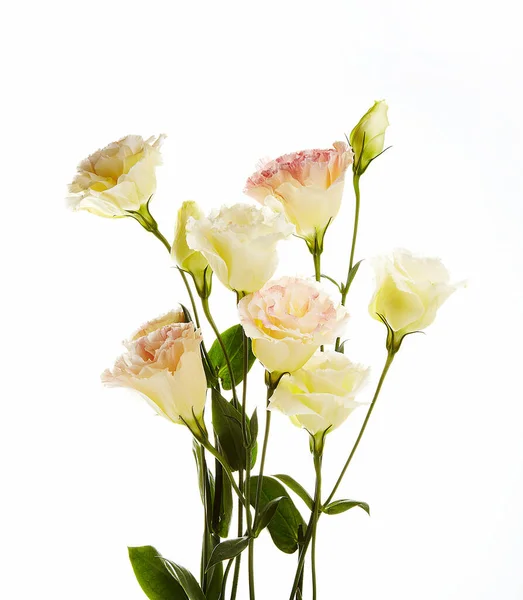 Lisianthus Fehér Alapon — Stock Fotó