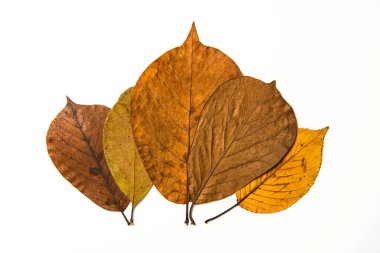 Beyaz arkaplanda yaprak.