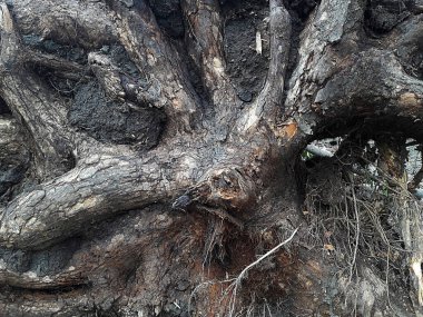 Eski Halatlar beyaz bir arka plan üzerinde izole