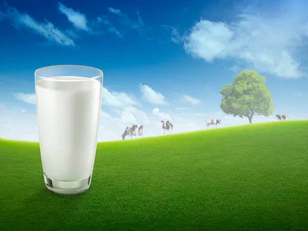 鲜牛奶在玻璃杯里 风景朦胧 草地上放着奶牛 健康饮食 乡村风格 设计空间 — 图库照片