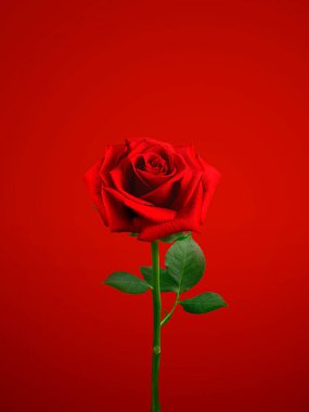 Kırmızı arkaplanda izole edilmiş bir gül