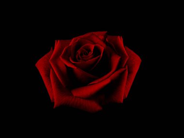 Siyah arkaplanda koyu kırmızı tonda güzel büyük bir gül.