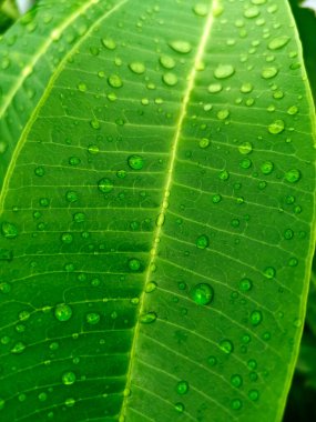 Su damlaları ile güzel yeşil yaprak