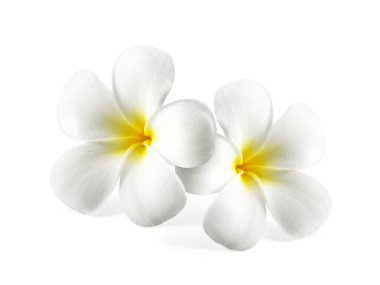 Beyaz arkaplanda izole Frangipani çiçeği