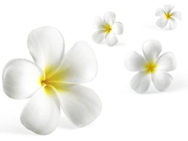 Beyaz arkaplanda izole Frangipani çiçeği