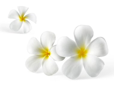 Beyaz arkaplanda izole Frangipani çiçeği