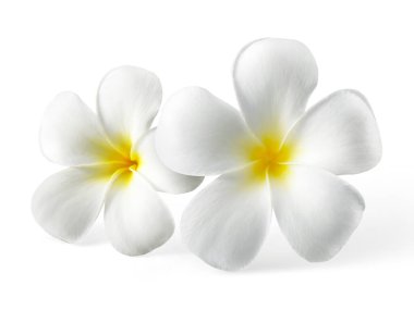 Beyaz arkaplanda izole Frangipani çiçeği
