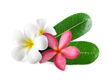 Beyaz yapraklı Frangipani çiçekleri