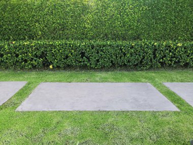 yeşil çimen ve çit